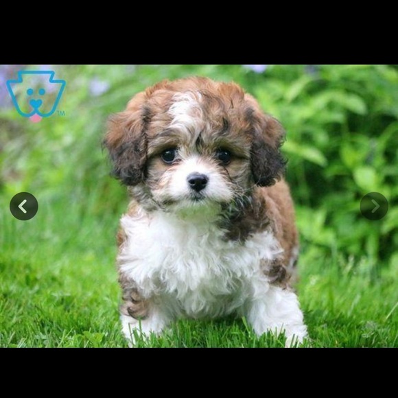 Other - Please Like & Share this Listing 🖤 to be Notified When I go Live.